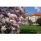 Magnolia pośrednia  ALEXANDRINA